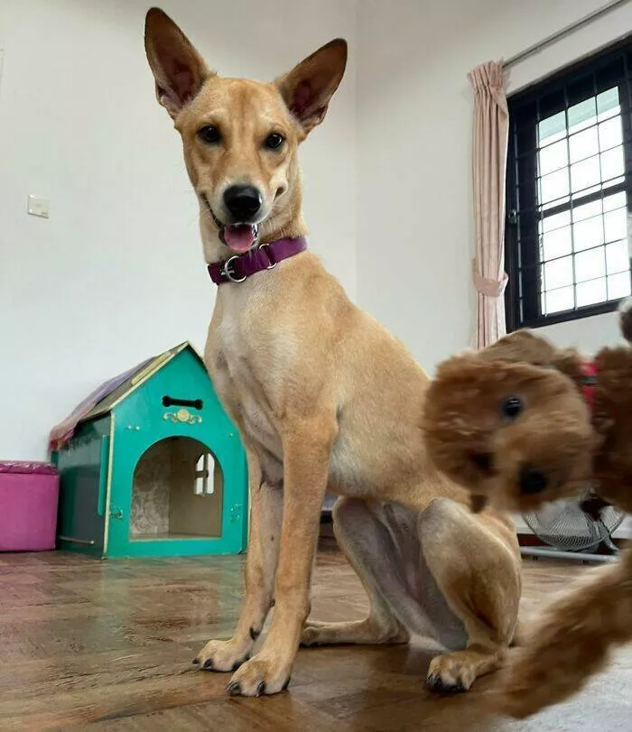 Pet photobombers accidental stars - #36 