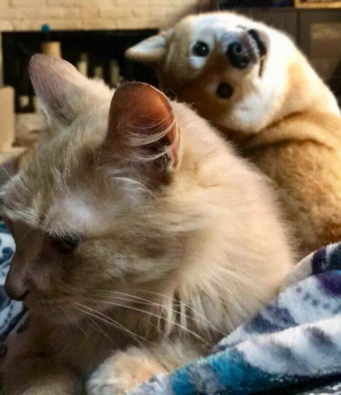 Pet photobombers accidental stars - #37 