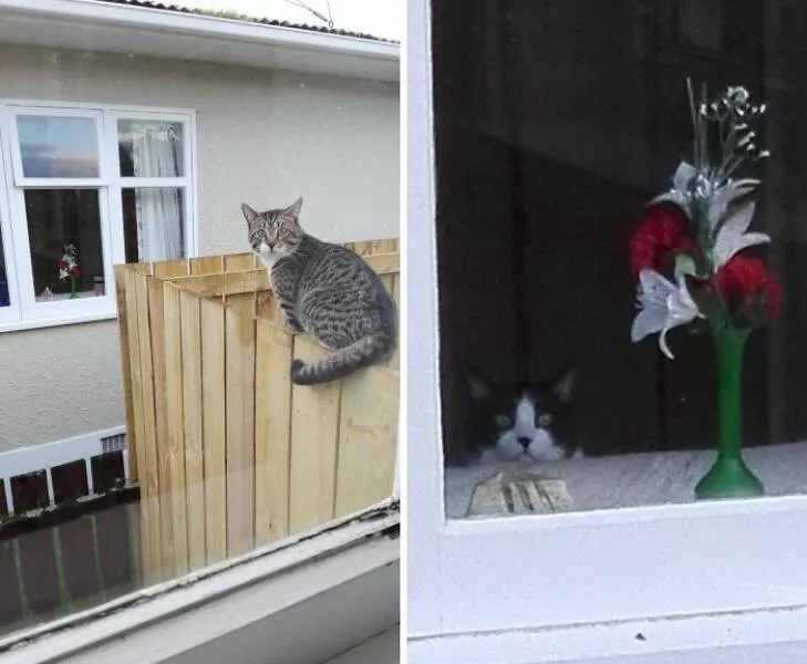 Pet photobombers accidental stars - #39 
