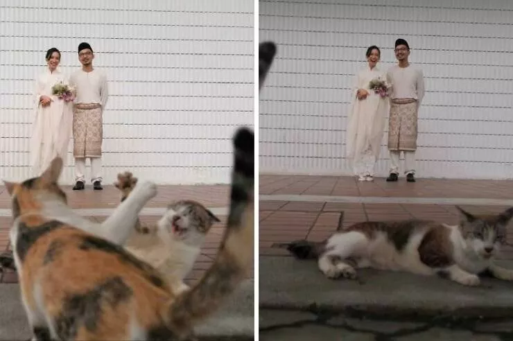 Pet photobombers accidental stars - #4 