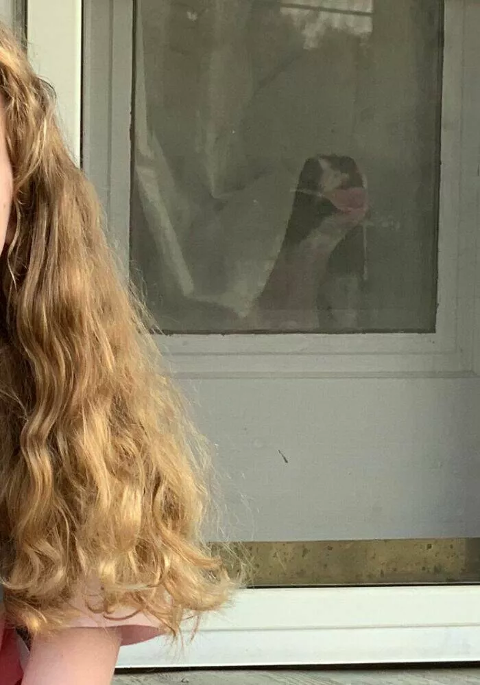 Pet photobombers accidental stars - #40 