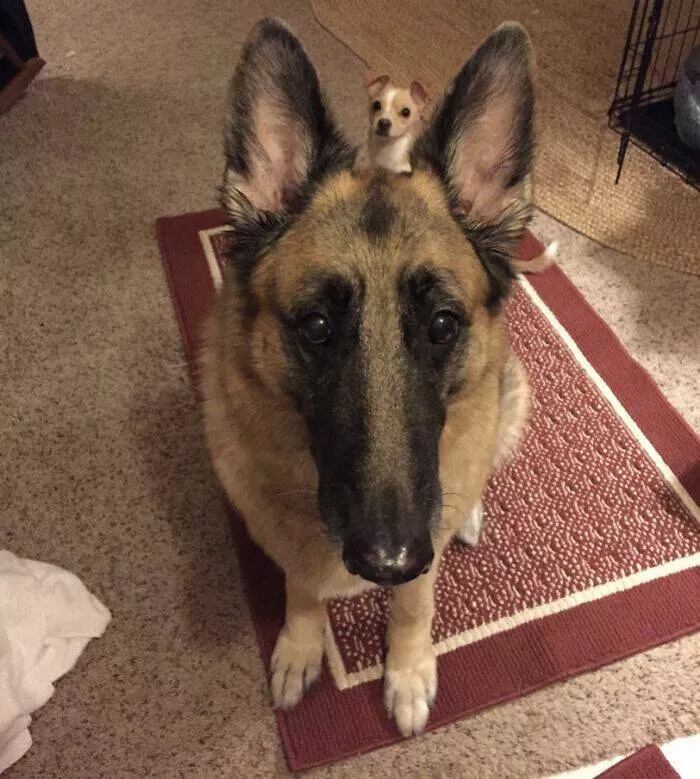Pet photobombers accidental stars - #42 