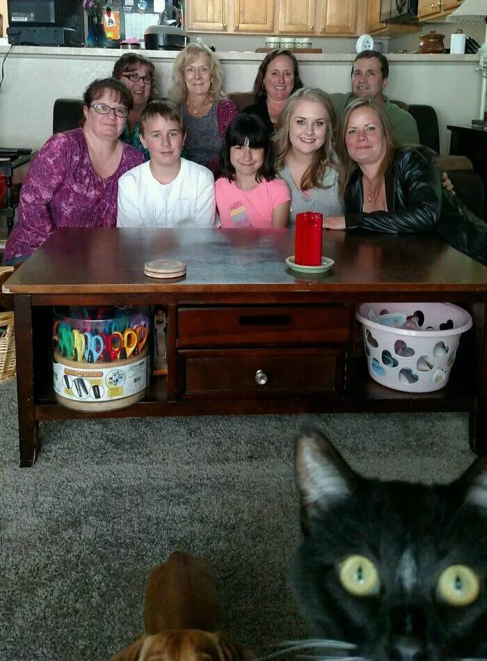Pet photobombers accidental stars - #45 