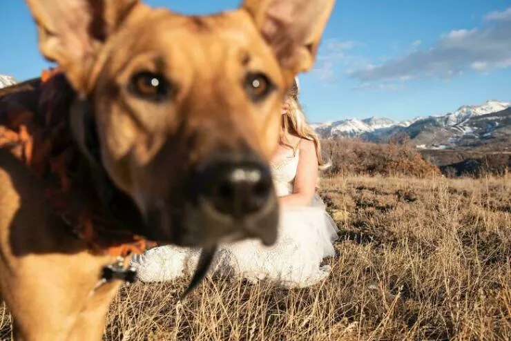 Pet photobombers accidental stars - #46 