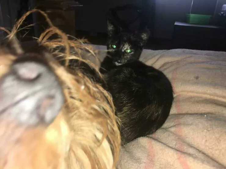 Pet photobombers accidental stars - #47 