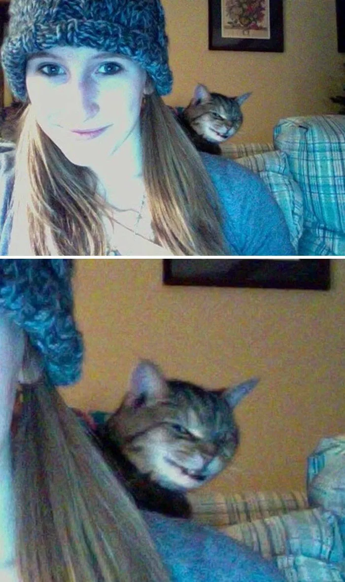 Pet photobombers accidental stars - #7 
