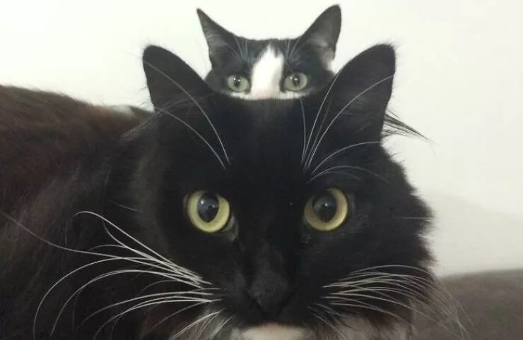 Pet photobombers accidental stars - #8 