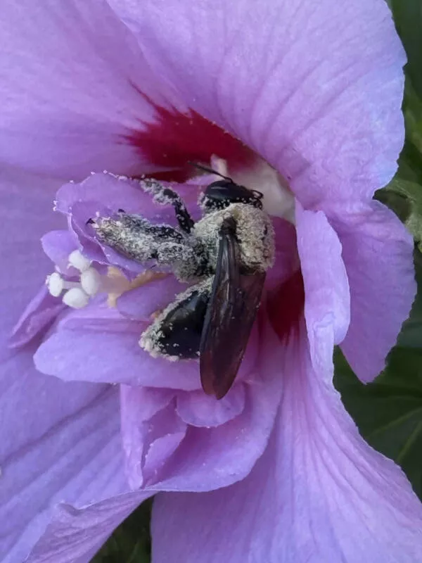 Awesome pictures worth sharing - #1 An adorable little bee found asleep inside a flower