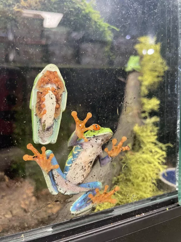 Awesome pictures worth sharing - #10 The underside of a sleeping red-eyed tree frog