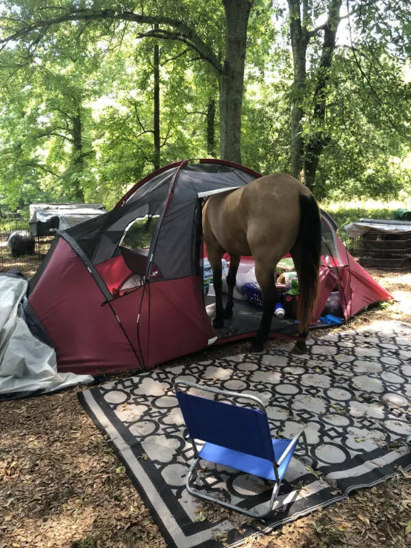 Awesome pictures worth sharing - #11 A horse made its way into my camping tent