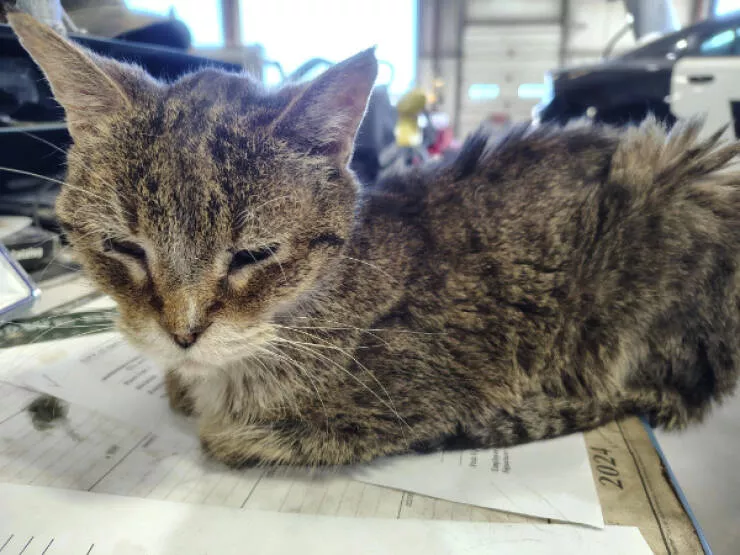 Awesome pictures worth sharing - #14 A shop cat near my workplace is over 18 years old