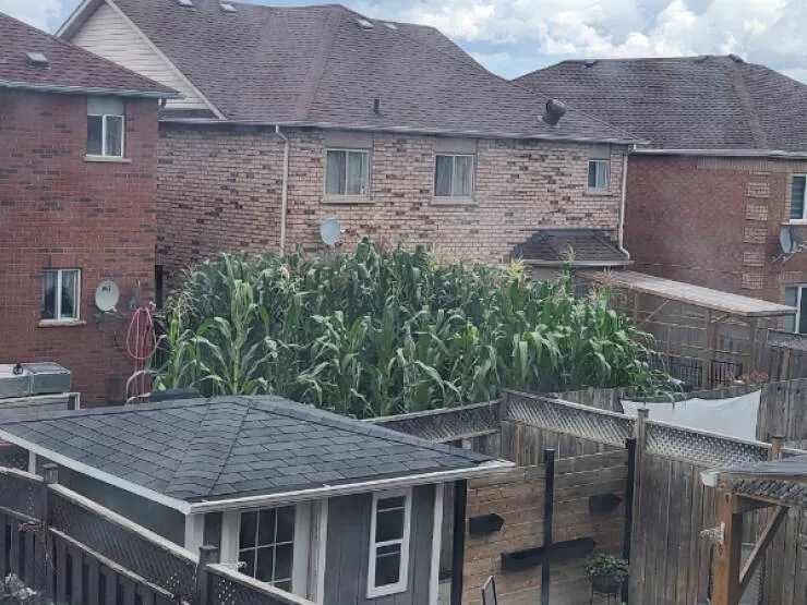 Photos incroyables a partager - #19 La maison derrière moi fait pousser du maïs dans le jardin