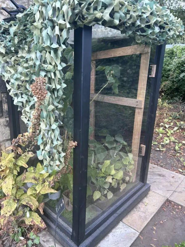Awesome pictures worth sharing - #3 The world's most toxic nettle bush behind glass