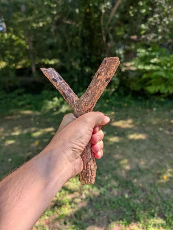 Awesome pictures worth sharing - #7 An absolutely perfect stick for a slingshot was found