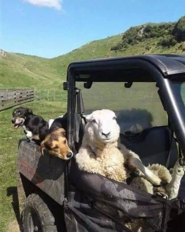 A dose of happiness to make you smile