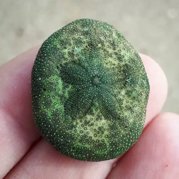 Surprising beach discoveries - #10 My amazing sea biscuit discovery on the beach