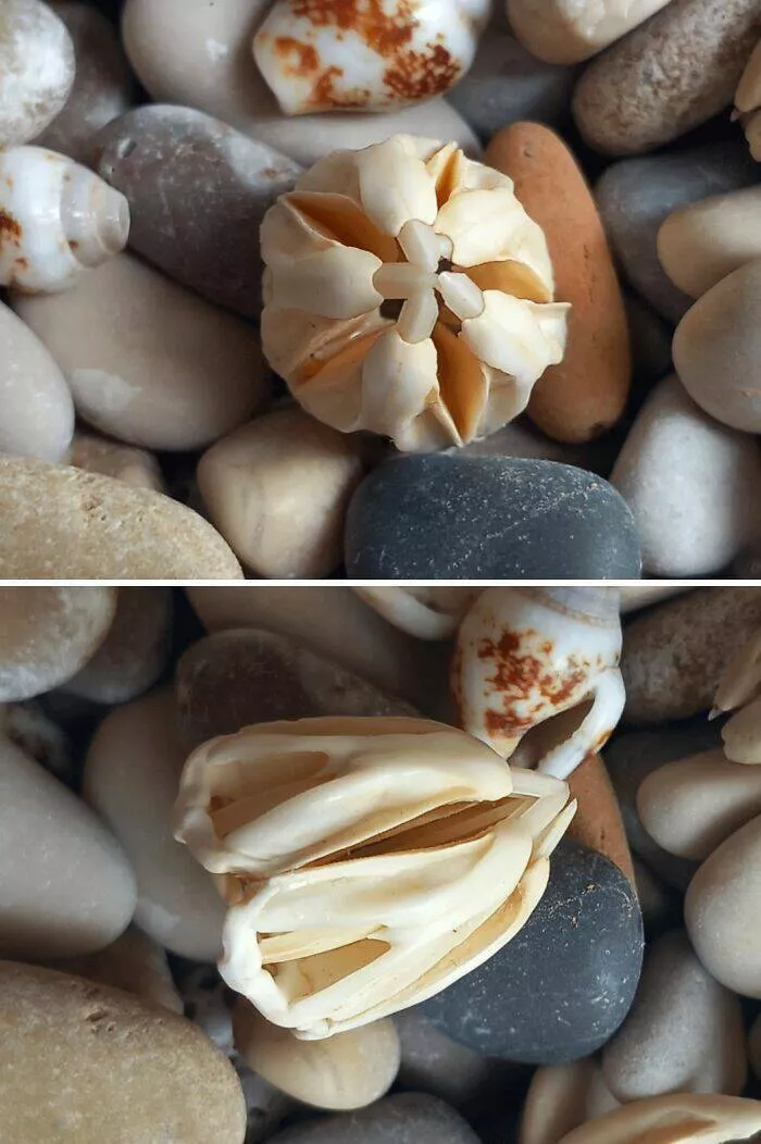 Surprising beach discoveries - #11 Sea urchin teeth found years ago in Croatia