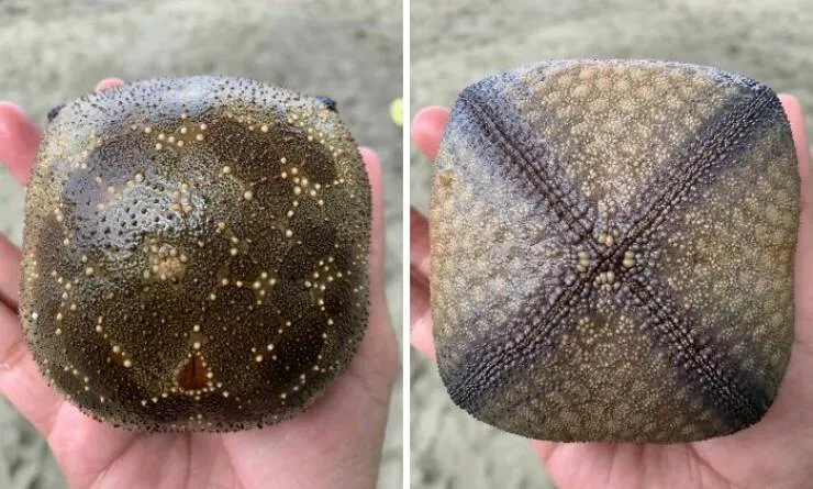 Decouvertes surprenantes sur la plage - #13 Une étoile de mer coussinet trouvée sur la plage