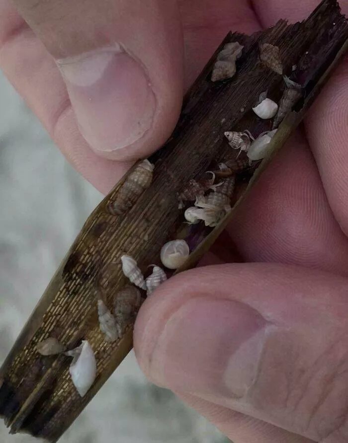 Decouvertes surprenantes sur la plage - #15 Des bébés crabes ermites enveloppés dans une algue