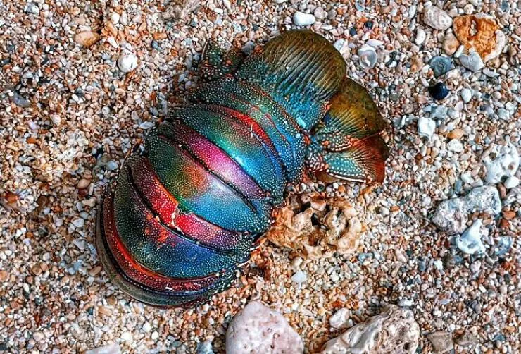 Decouvertes surprenantes sur la plage - #17 Une queue de homard vide mais toujours luisante