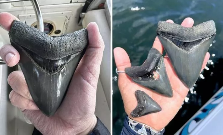 Decouvertes surprenantes sur la plage - #18 Un plongeur trouve une dent de mégalodon de 4,25 pouces