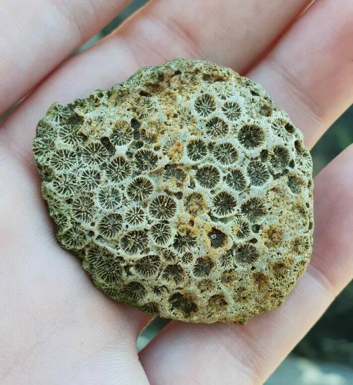 Surprising beach discoveries - #19 I found a fossil at the beach today