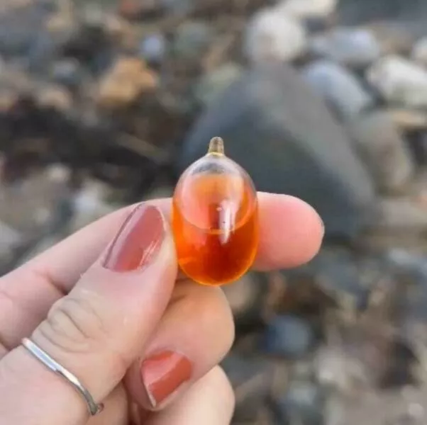 Decouvertes surprenantes sur la plage - #23 Une fiole en verre scellée découverte sur la plage Decouvertes surprenantes sur la plage - #23 Une fiole en verre scellée découverte sur la plage
