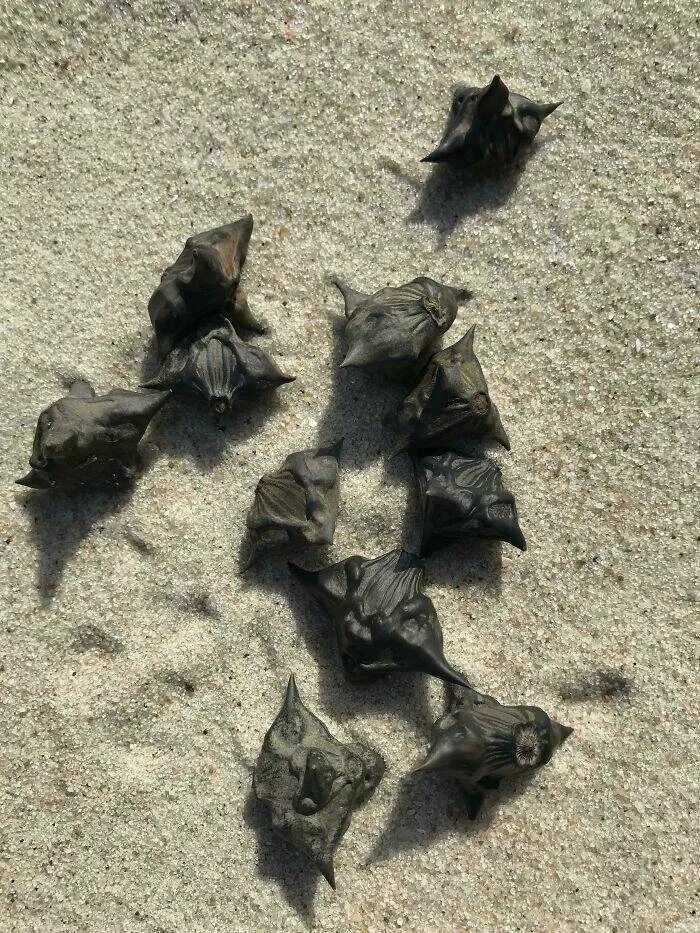 Surprising beach discoveries - #24 A strange mystery object found on Jones Beach