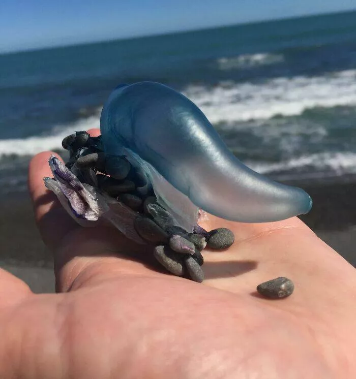 Surprising beach discoveries
