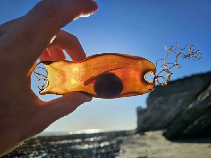 Surprising beach discoveries - #27 A shark egg found on a Santa Barbara beach