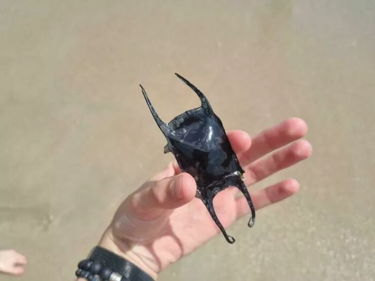 Surprising beach discoveries - #29 A rare skate egg pouch discovered on the beach