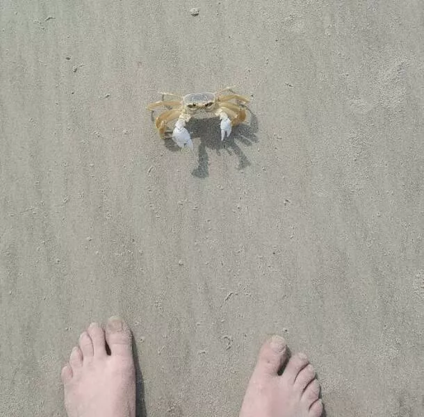 Decouvertes surprenantes sur la plage - #3 Un tyran de la plage a décidé que j'empiétais sur son territoire