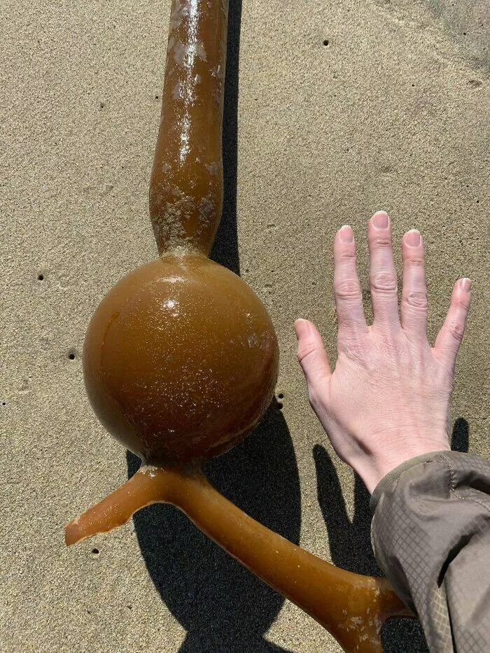 Decouvertes surprenantes sur la plage - #30 La plus grande algue bulbeuse en 15 ans de vie à la plage Decouvertes surprenantes sur la plage - #30 La plus grande algue bulbeuse en 15 ans de vie à la plage