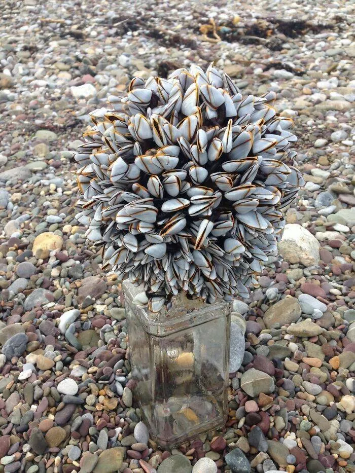 Surprising beach discoveries - #33 My housemate's bizarre find on a beach in Southern Ireland