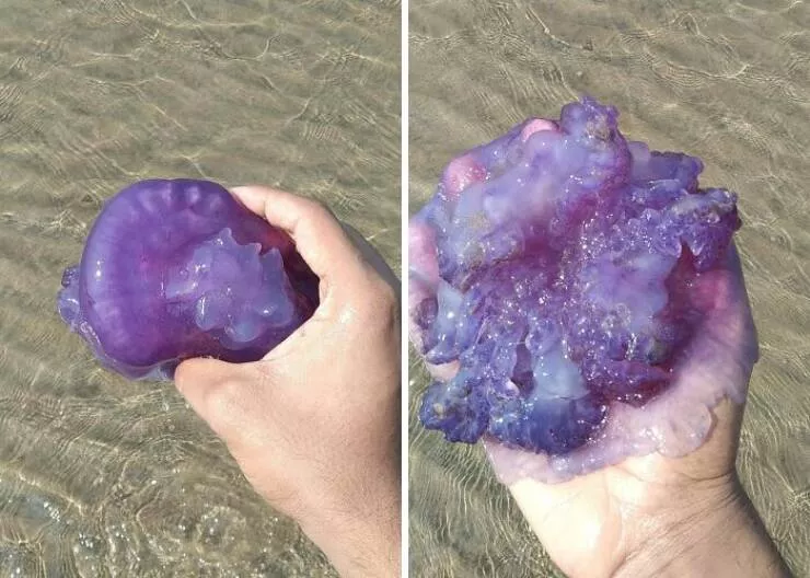 Surprising beach discoveries - #34 A purple crown jellyfish found on an Indian beach