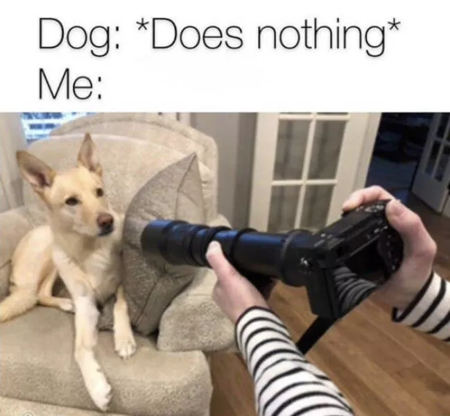 Dogs and coffee a hilarious mix - #18 