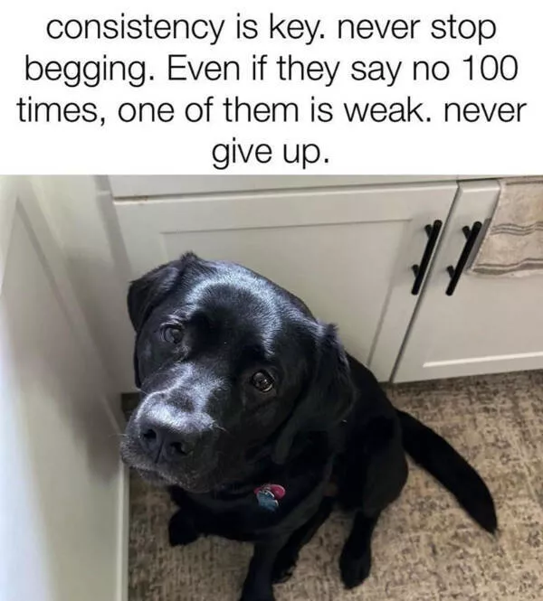 Dogs and coffee a hilarious mix - #19 