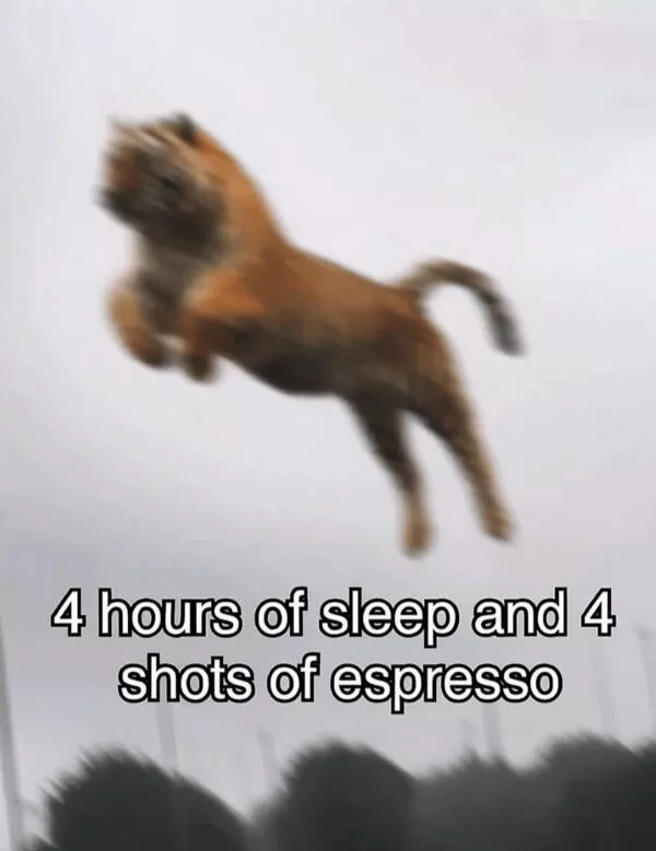 Dogs and coffee a hilarious mix - #24 