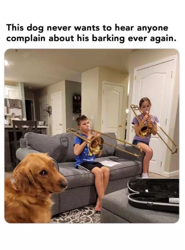 Dogs and coffee a hilarious mix - #30 