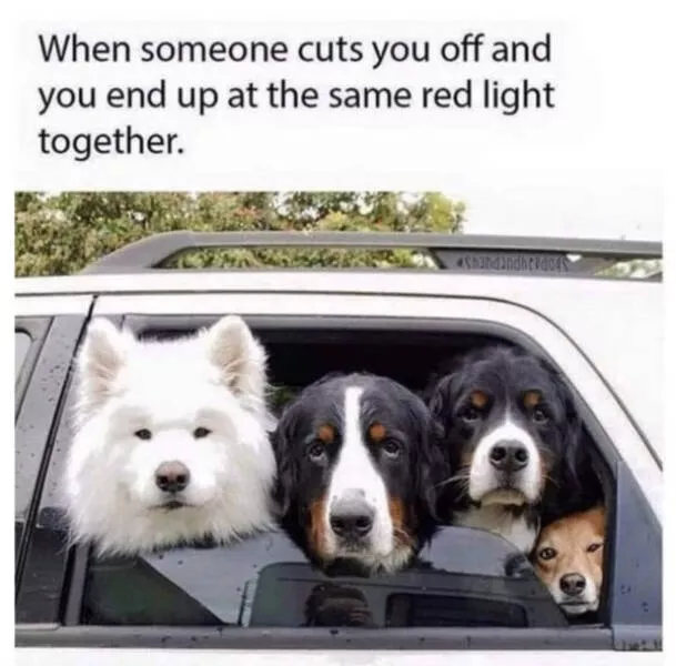 Dogs and coffee a hilarious mix - #35 
