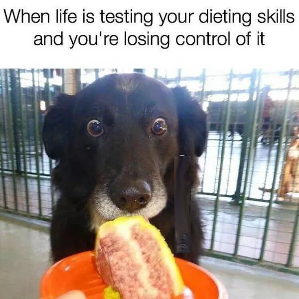Dogs and coffee a hilarious mix - #6 