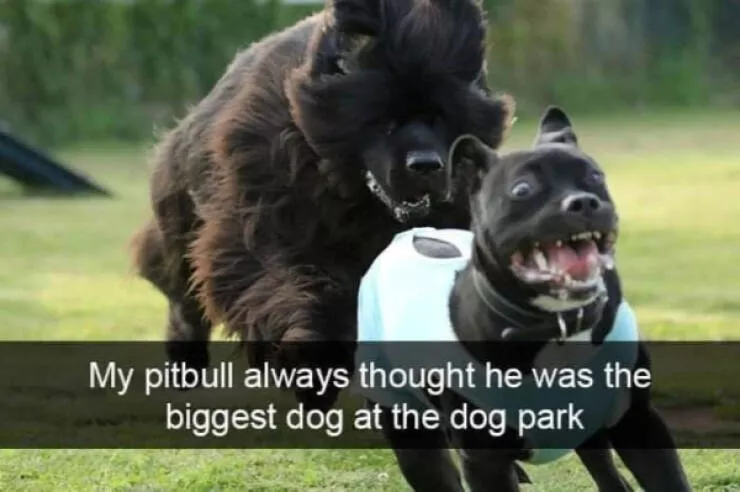 Dogs and coffee a hilarious mix - #9 