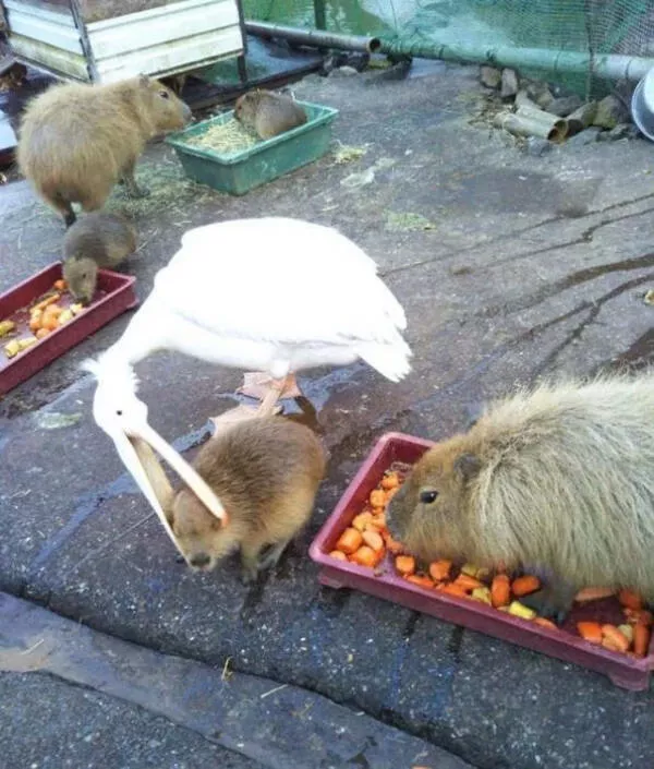 Picdump 1080 - #27 