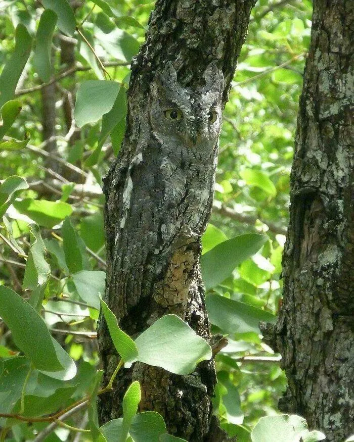 Camouflage accidentel qui trompe loeil - #1 