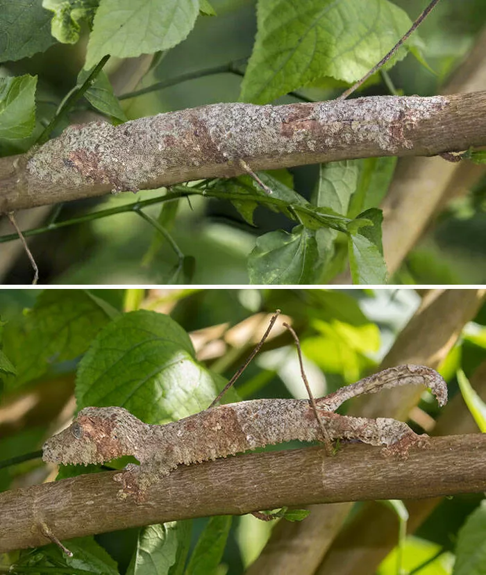 Accidental camouflage to trick your eyes - #10 