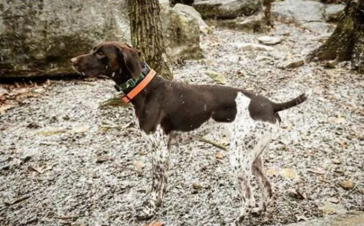 Accidental camouflage to trick your eyes - #11 