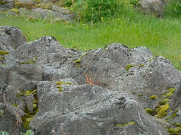 Accidental camouflage to trick your eyes - #12 