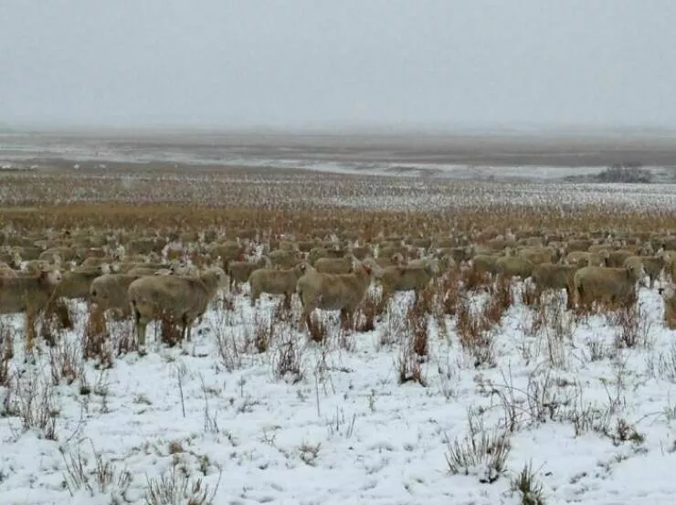 Accidental camouflage to trick your eyes - #14 
