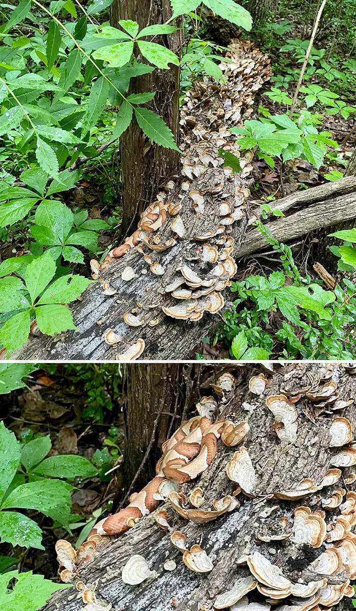 Accidental camouflage to trick your eyes - #15 