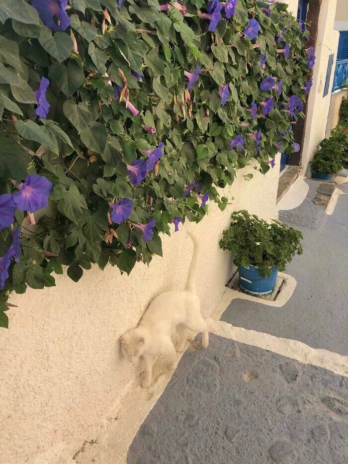 Accidental camouflage to trick your eyes - #16 